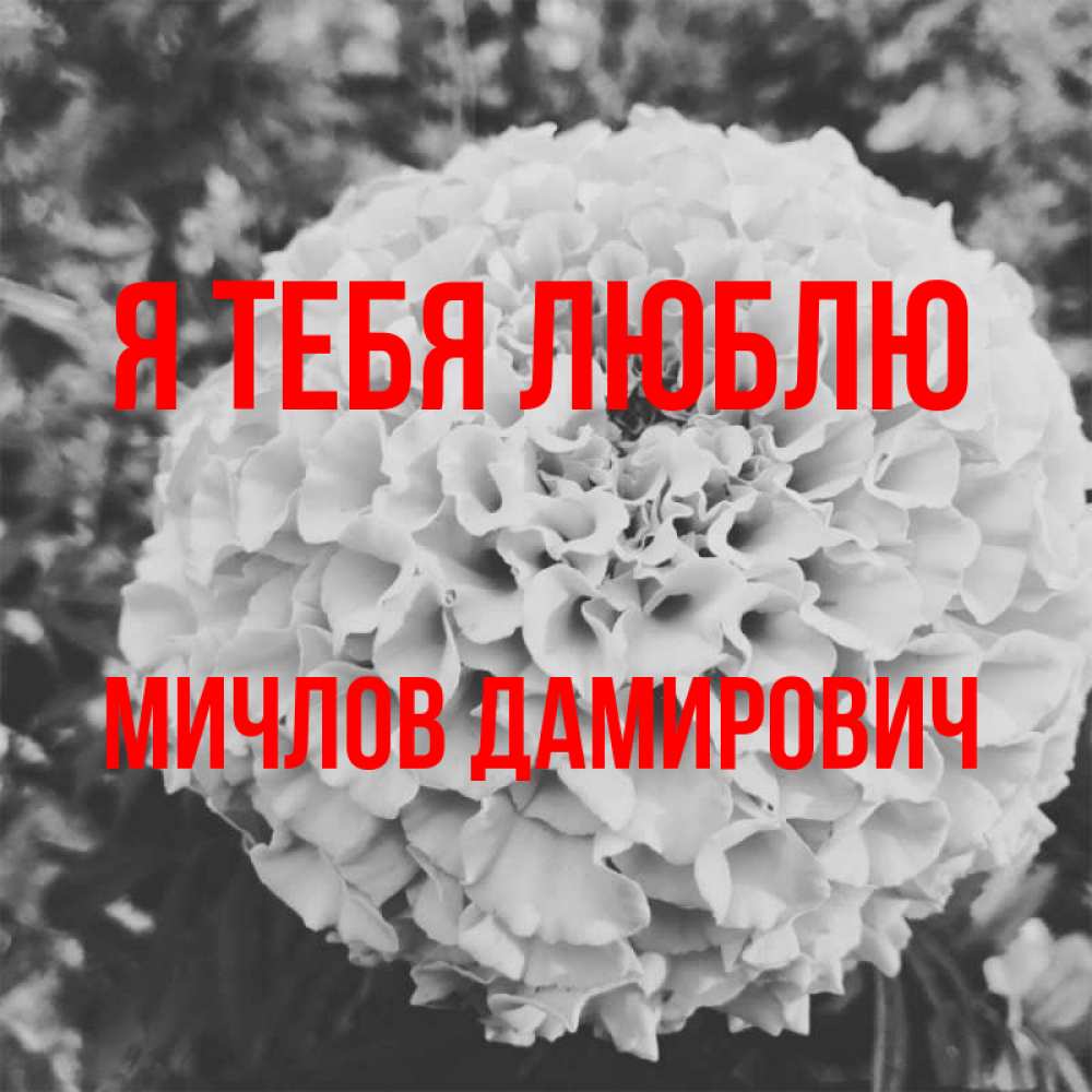 Картинка Я тебя люблю, Мичлов Дамирович