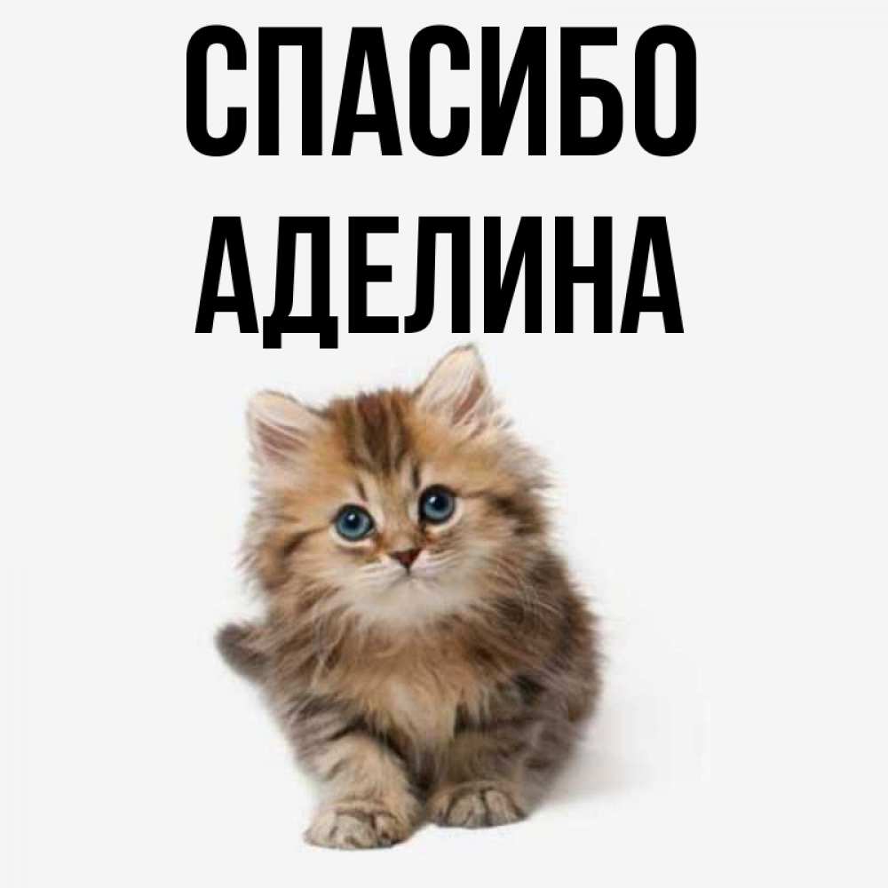 Открытка на каждый день с именем, Аделина Спасибо пушистый котик Прикольная открытка с пожеланием онлайн скачать бесплатно 