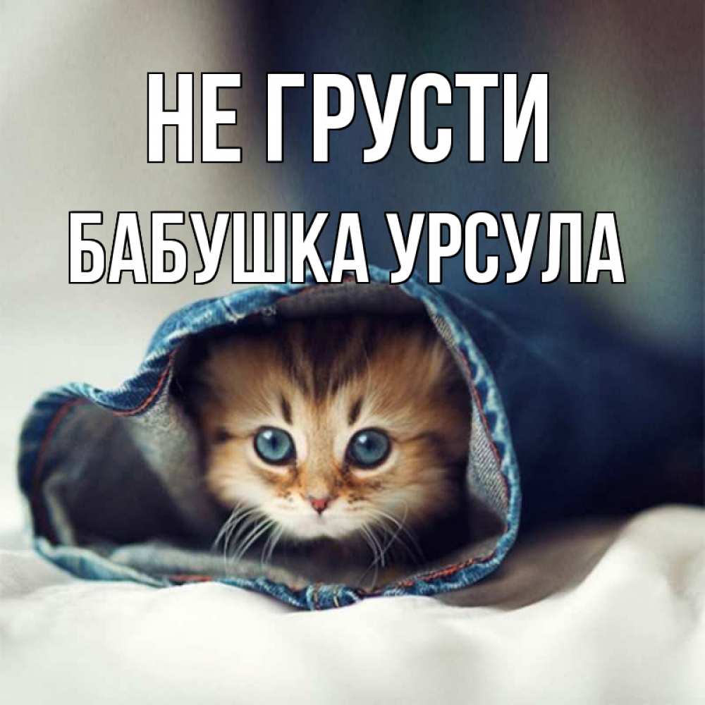 Открытка на каждый день с именем, Бабушка-Урсула Не грусти кот в одежде Прикольная открытка с пожеланием онлайн скачать бесплатно 