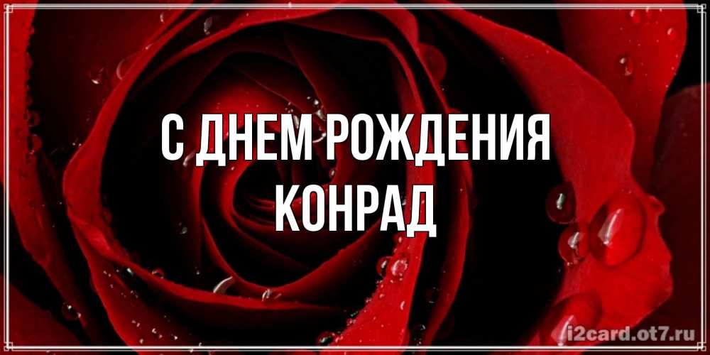 Открытка на каждый день с именем, Конрад С днем рождения крупная бордовая роза Прикольная открытка с пожеланием онлайн скачать бесплатно 