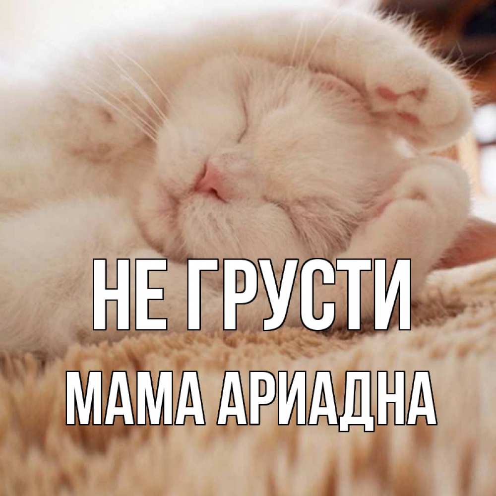 Открытка на каждый день с именем, Мама-Ариадна Не грусти белый кот Прикольная открытка с пожеланием онлайн скачать бесплатно 