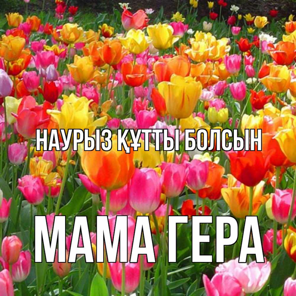 Открытка на каждый день с именем, Мама-Гера Наурыз құтты болсын на наурыз  ура ура Прикольная открытка с пожеланием онлайн скачать бесплатно 