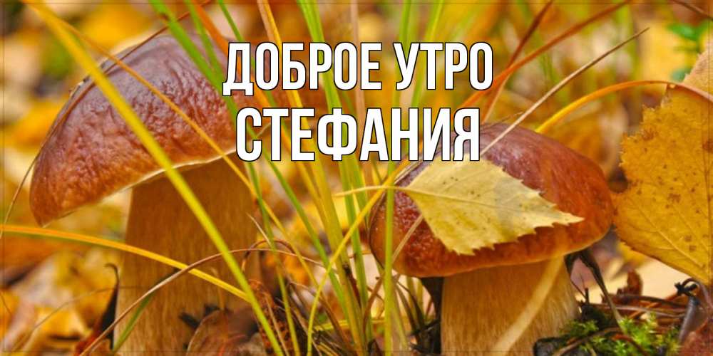 Открытка на каждый день с именем, Стефания Доброе утро осенние грибы Прикольная открытка с пожеланием онлайн скачать бесплатно 