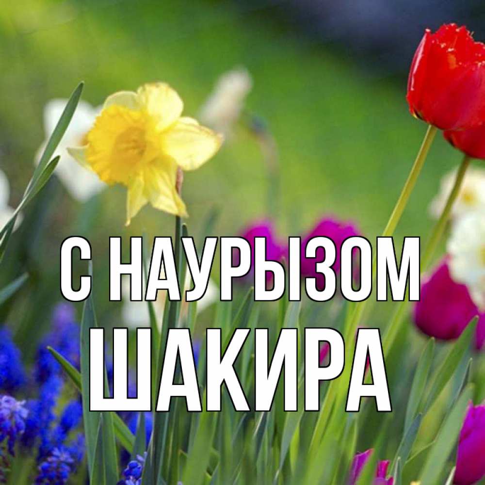 Открытка на каждый день с именем, Шакира С наурызом праздник весны наурыз 3 Прикольная открытка с пожеланием онлайн скачать бесплатно 