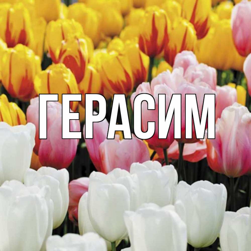 Открытка на каждый день с именем, Герасим Главная разноцветные цветы Прикольная открытка с пожеланием онлайн скачать бесплатно 