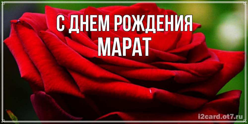 Открытка на каждый день с именем, Марат С днем рождения розочка очень красивая Прикольная открытка с пожеланием онлайн скачать бесплатно 
