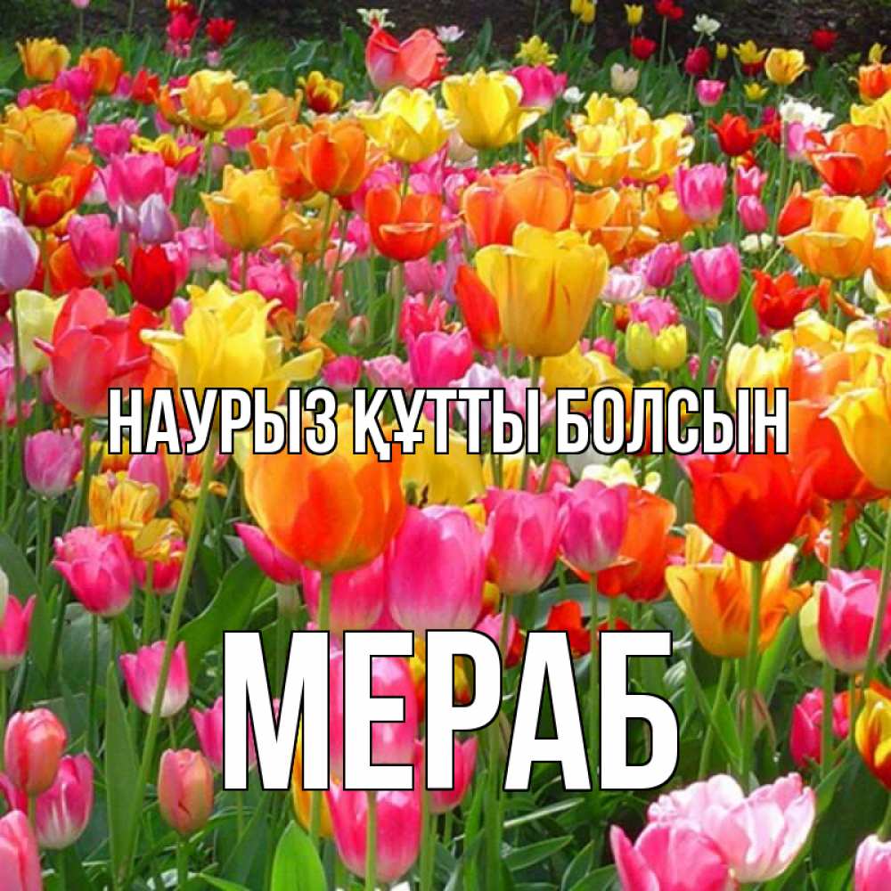 Открытка на каждый день с именем, Мераб Наурыз құтты болсын на наурыз  ура ура Прикольная открытка с пожеланием онлайн скачать бесплатно 