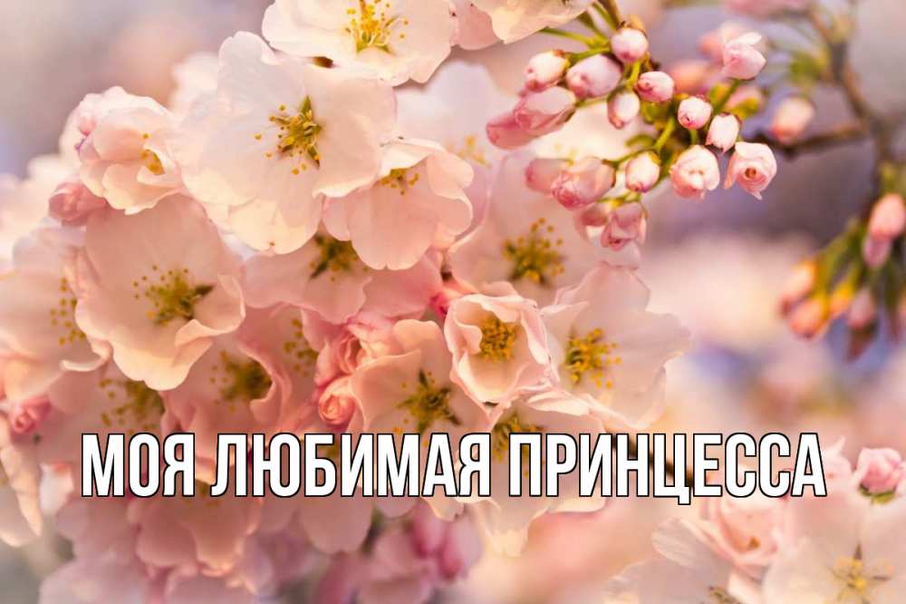 Открытка на каждый день с именем, Моя-Любимая-Принцесса Главная С 1 мая Прикольная открытка с пожеланием онлайн скачать бесплатно 