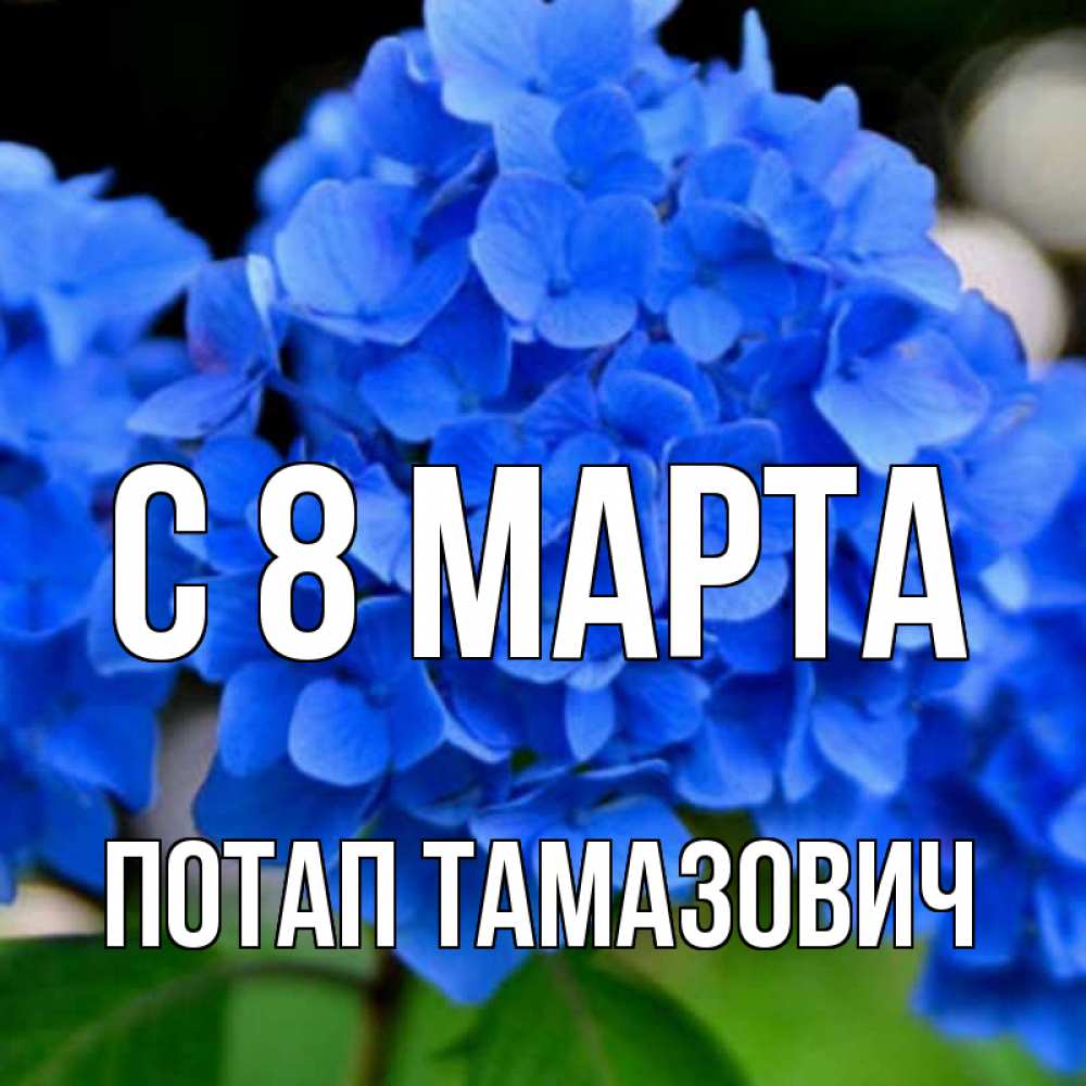 Картинка С 8 марта, Потап Тамазович