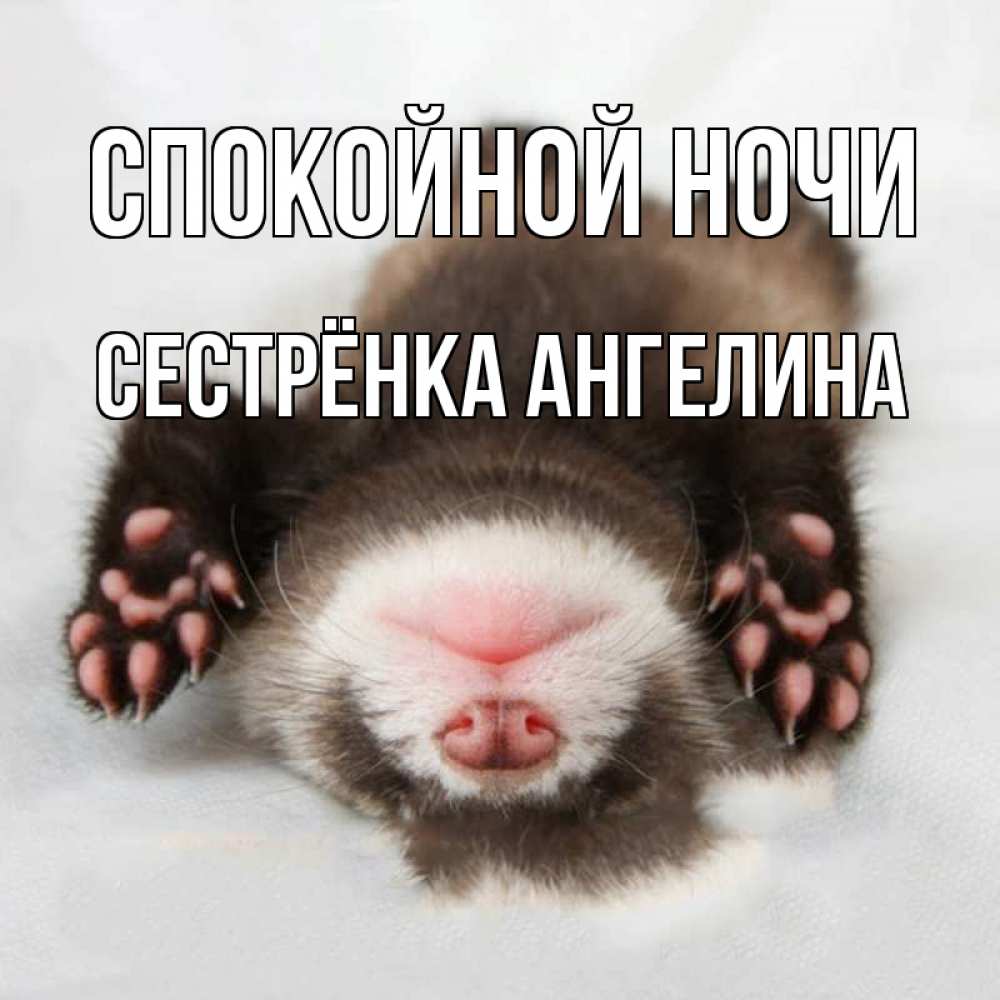 Открытка на каждый день с именем, Сестрёнка-Ангелина Спокойной ночи зверек Прикольная открытка с пожеланием онлайн скачать бесплатно 