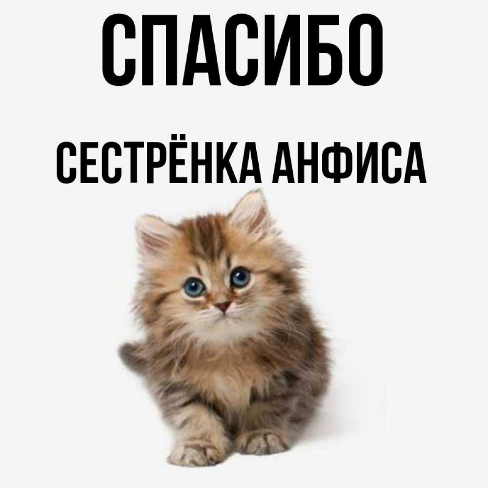 Открытка на каждый день с именем, Сестрёнка-Анфиса Спасибо пушистый котик Прикольная открытка с пожеланием онлайн скачать бесплатно 