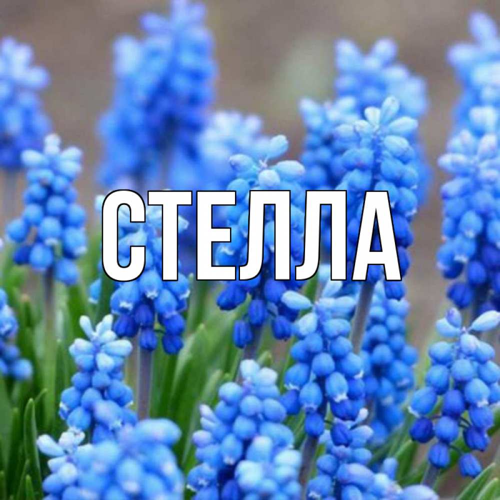 Открытка на каждый день с именем, Стелла Главная Поздравительная открытка для женщин с цветами на праздничную дату Прикольная открытка с пожеланием онлайн скачать бесплатно 