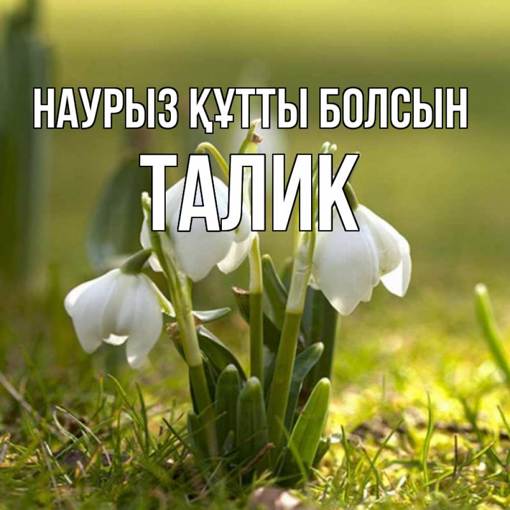 Открытка на каждый день с именем, Талик Наурыз құтты болсын ранние цветы 2 Прикольная открытка с пожеланием онлайн скачать бесплатно 