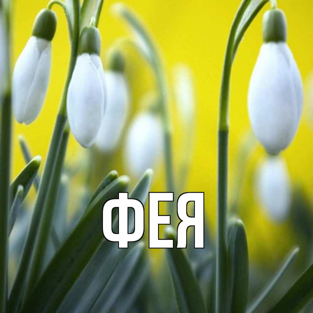 Открытка на каждый день с именем, Фея Главная весенние цветы Прикольная открытка с пожеланием онлайн скачать бесплатно 