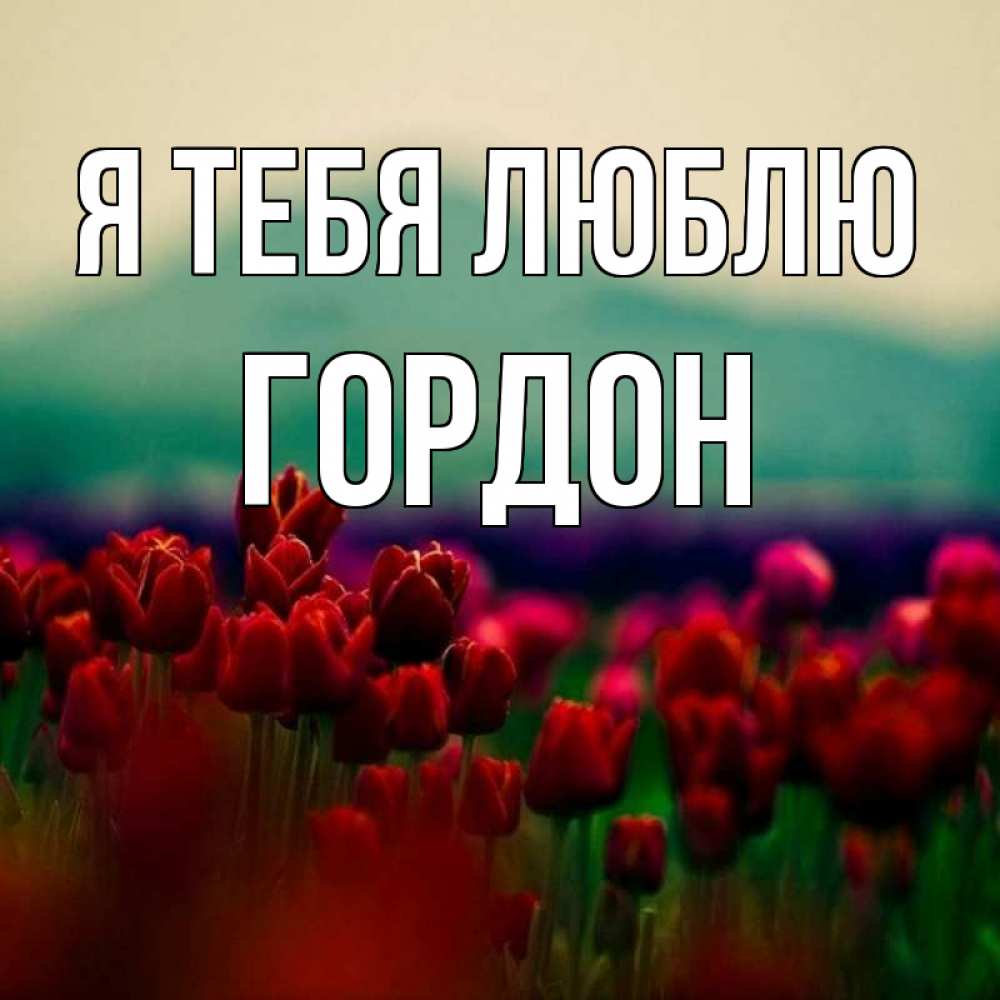Открытка на каждый день с именем, Гордон Я тебя люблю тюльпаны 4 Прикольная открытка с пожеланием онлайн скачать бесплатно 