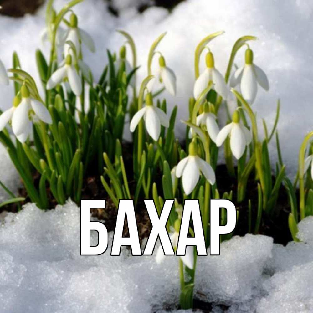 Открытка на каждый день с именем, Бахар Главная цветы весенние Прикольная открытка с пожеланием онлайн скачать бесплатно 