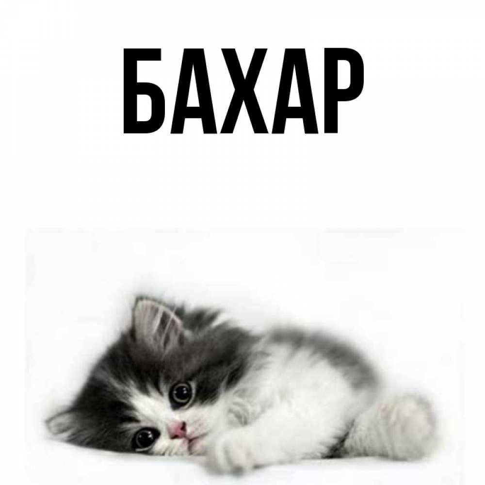 Картинка  с именем , Бахар