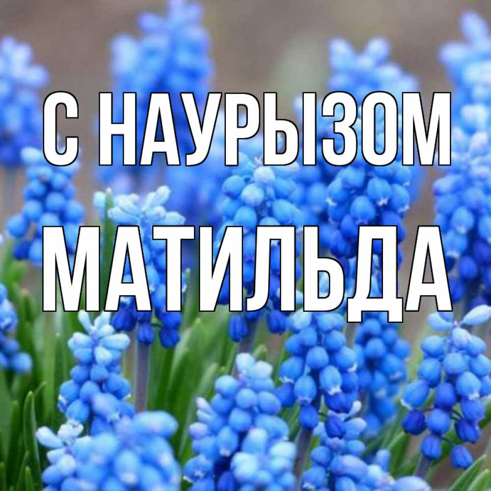 Открытка на каждый день с именем, Матильда С наурызом Поздравительная открытка для женщин с цветами на праздничную дату Прикольная открытка с пожеланием онлайн скачать бесплатно 