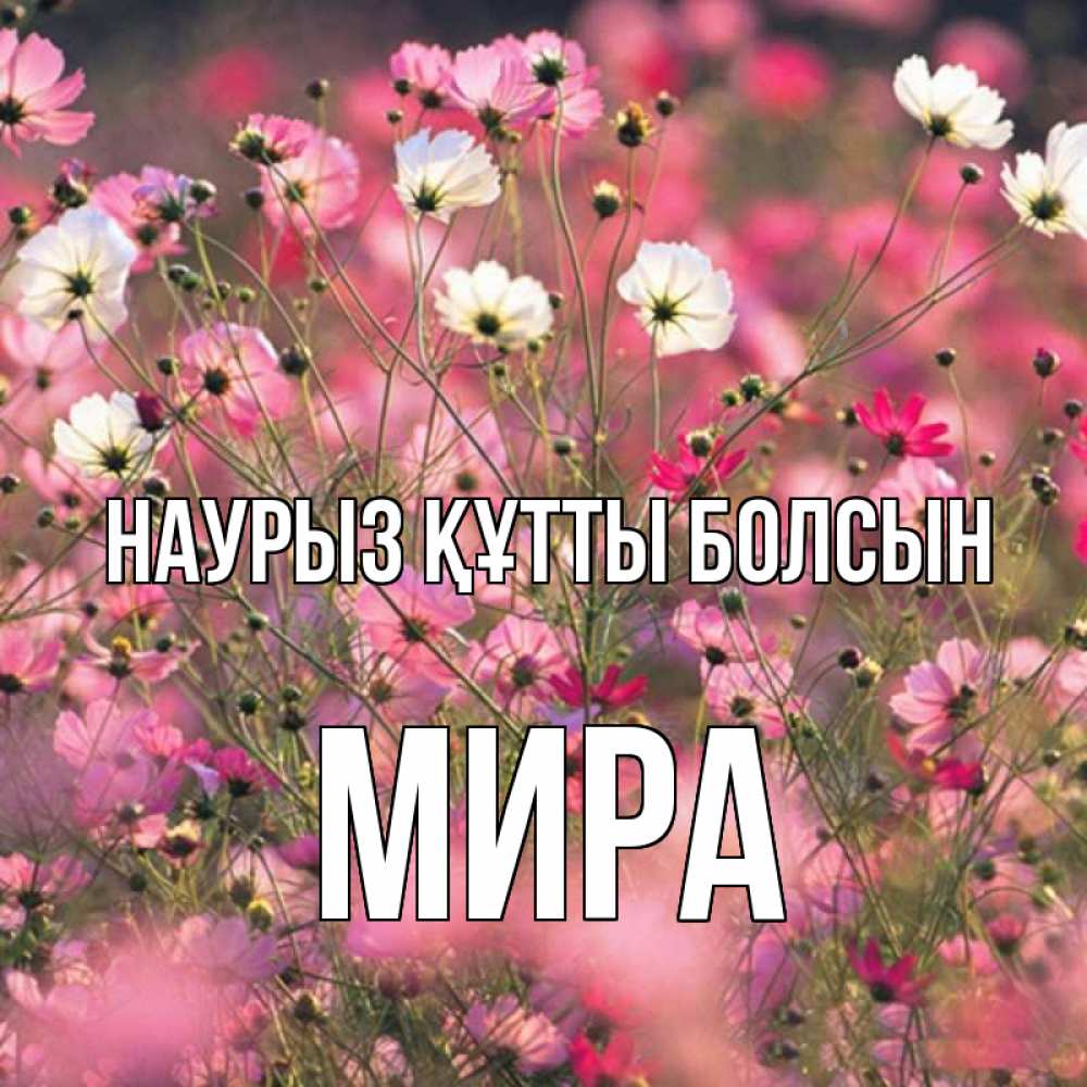 Открытка на каждый день с именем, Мира Наурыз құтты болсын красиво 1 Прикольная открытка с пожеланием онлайн скачать бесплатно 