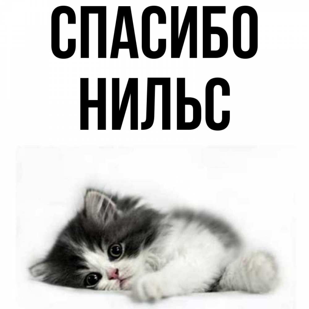 Открытка на каждый день с именем, Нильс Спасибо черный и белый кот Прикольная открытка с пожеланием онлайн скачать бесплатно 
