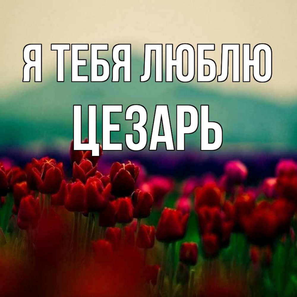Открытка на каждый день с именем, Цезарь Я тебя люблю тюльпаны 4 Прикольная открытка с пожеланием онлайн скачать бесплатно 