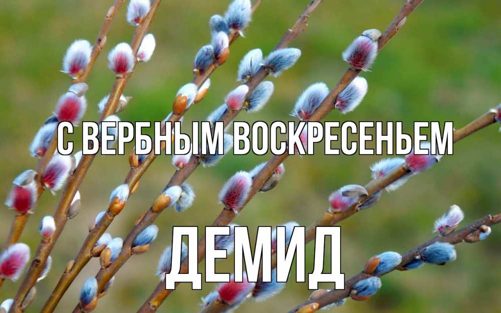 Открытка на каждый день с именем, Демид С вербным воскресеньем верба Прикольная открытка с пожеланием онлайн скачать бесплатно 