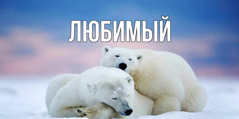 Открытка на каждый день с именем, Любимый Главная белые медведи спят в обнимку Прикольная открытка с пожеланием онлайн скачать бесплатно 