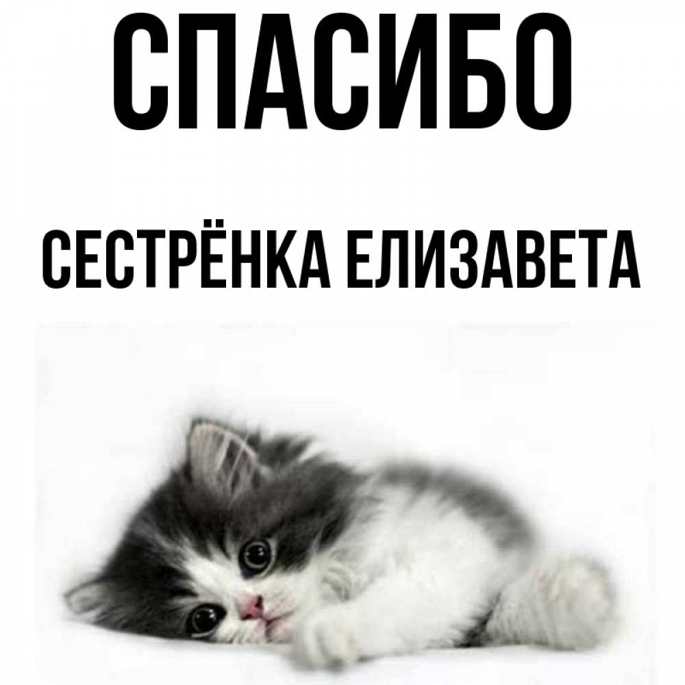 Открытка на каждый день с именем, Сестрёнка-Елизавета Спасибо черный и белый кот Прикольная открытка с пожеланием онлайн скачать бесплатно 
