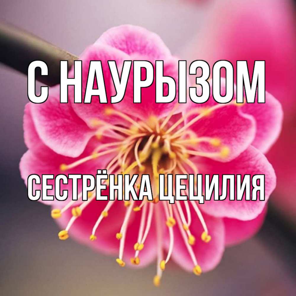 Открытка на каждый день с именем, Сестрёнка-Цецилия С наурызом цветы Прикольная открытка с пожеланием онлайн скачать бесплатно 