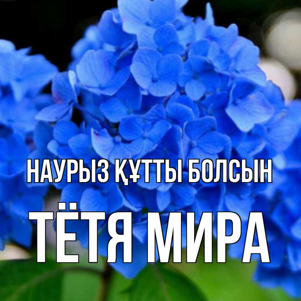 Открытка на каждый день с именем, Тётя-Мира Наурыз құтты болсын синие цветы Прикольная открытка с пожеланием онлайн скачать бесплатно 