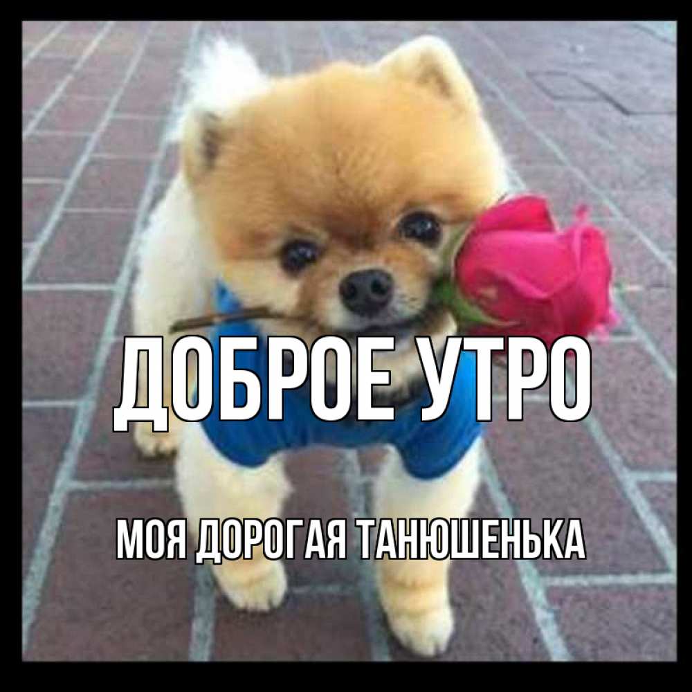 Открытка на каждый день с именем, моя-дорогая-Танюшенька Доброе утро роза в зубах Прикольная открытка с пожеланием онлайн скачать бесплатно 