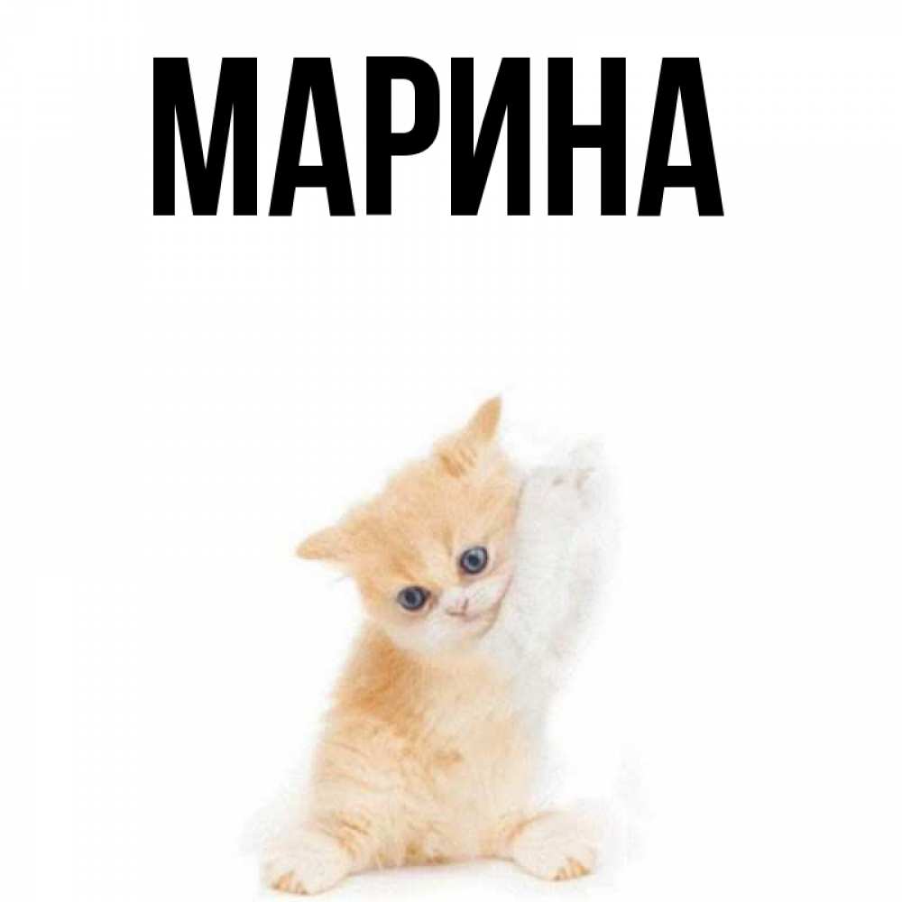 Открытка на каждый день с именем, Марина Главная просящий кот Прикольная открытка с пожеланием онлайн скачать бесплатно 
