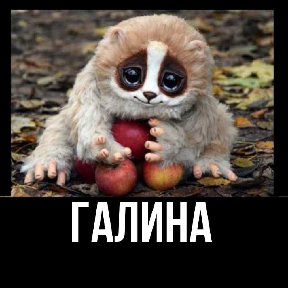 Открытка на каждый день с именем, Галина Главная прикольное животное Прикольная открытка с пожеланием онлайн скачать бесплатно 