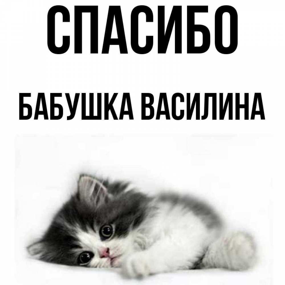 Открытка на каждый день с именем, Бабушка-Василина Спасибо черный и белый кот Прикольная открытка с пожеланием онлайн скачать бесплатно 