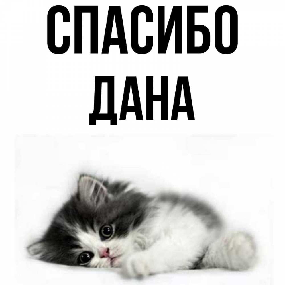 Открытка на каждый день с именем, Дана Спасибо черный и белый кот Прикольная открытка с пожеланием онлайн скачать бесплатно 