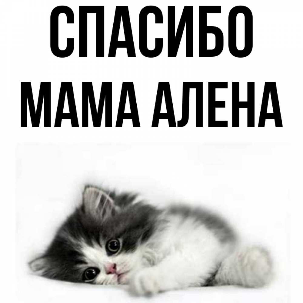 Открытка на каждый день с именем, Мама-Алена Спасибо черный и белый кот Прикольная открытка с пожеланием онлайн скачать бесплатно 