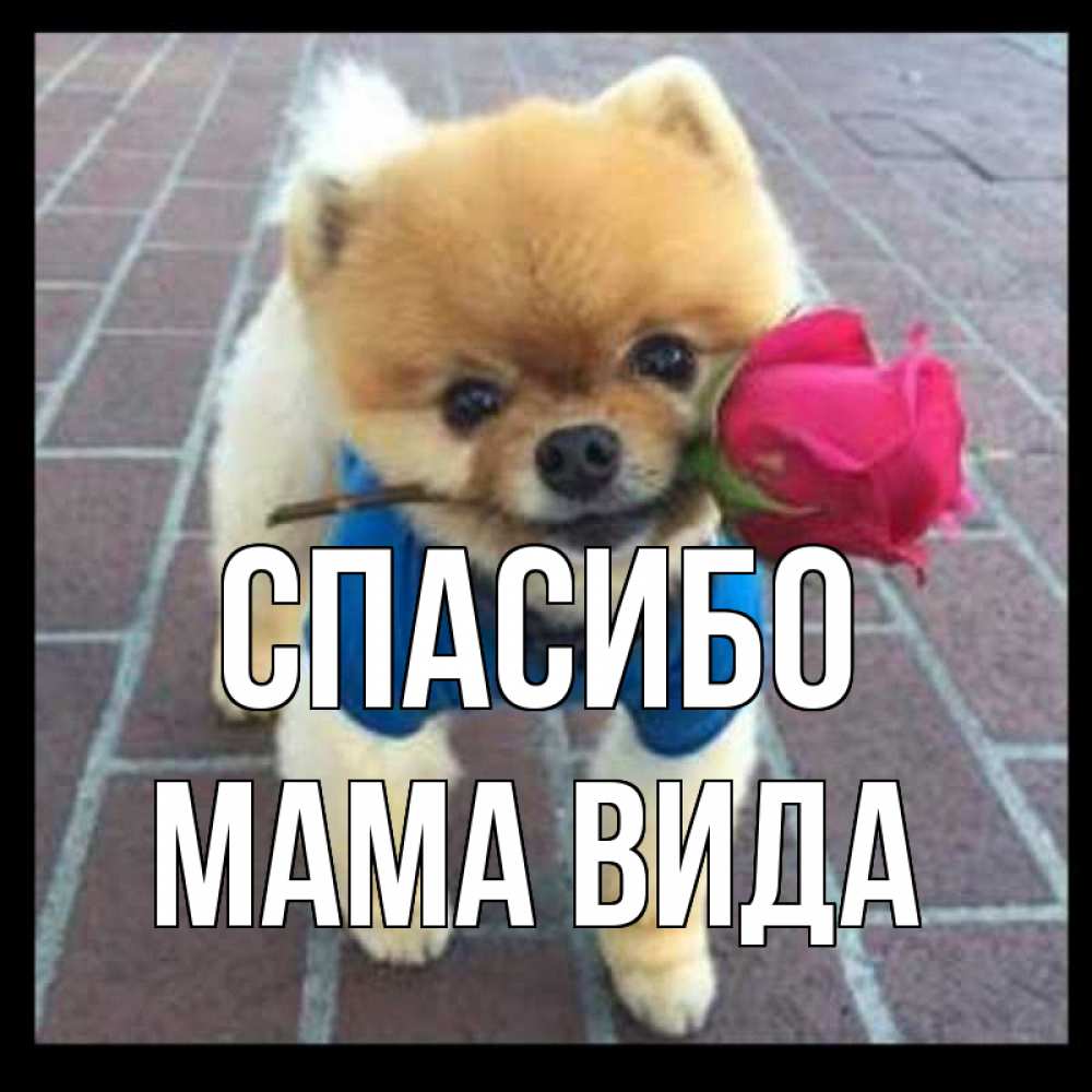 Открытка на каждый день с именем, Мама-Вида Спасибо спасибо и дарю тебе цветок Прикольная открытка с пожеланием онлайн скачать бесплатно 