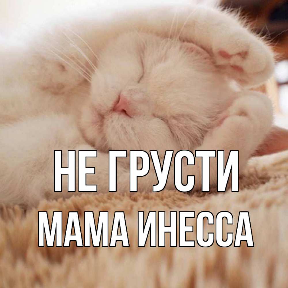 Открытка на каждый день с именем, Мама-Инесса Не грусти белый кот Прикольная открытка с пожеланием онлайн скачать бесплатно 