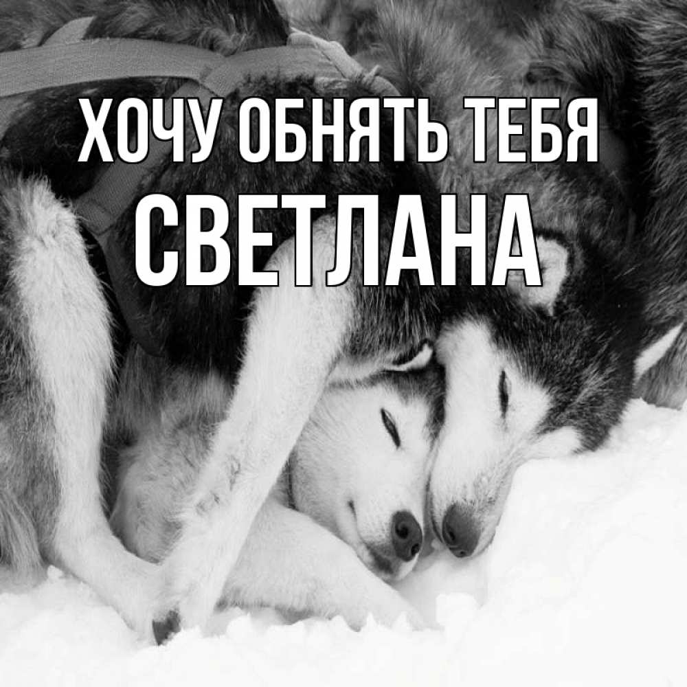 Открытка на каждый день с именем, Светлана Хочу обнять тебя собачки в упряжке Прикольная открытка с пожеланием онлайн скачать бесплатно 