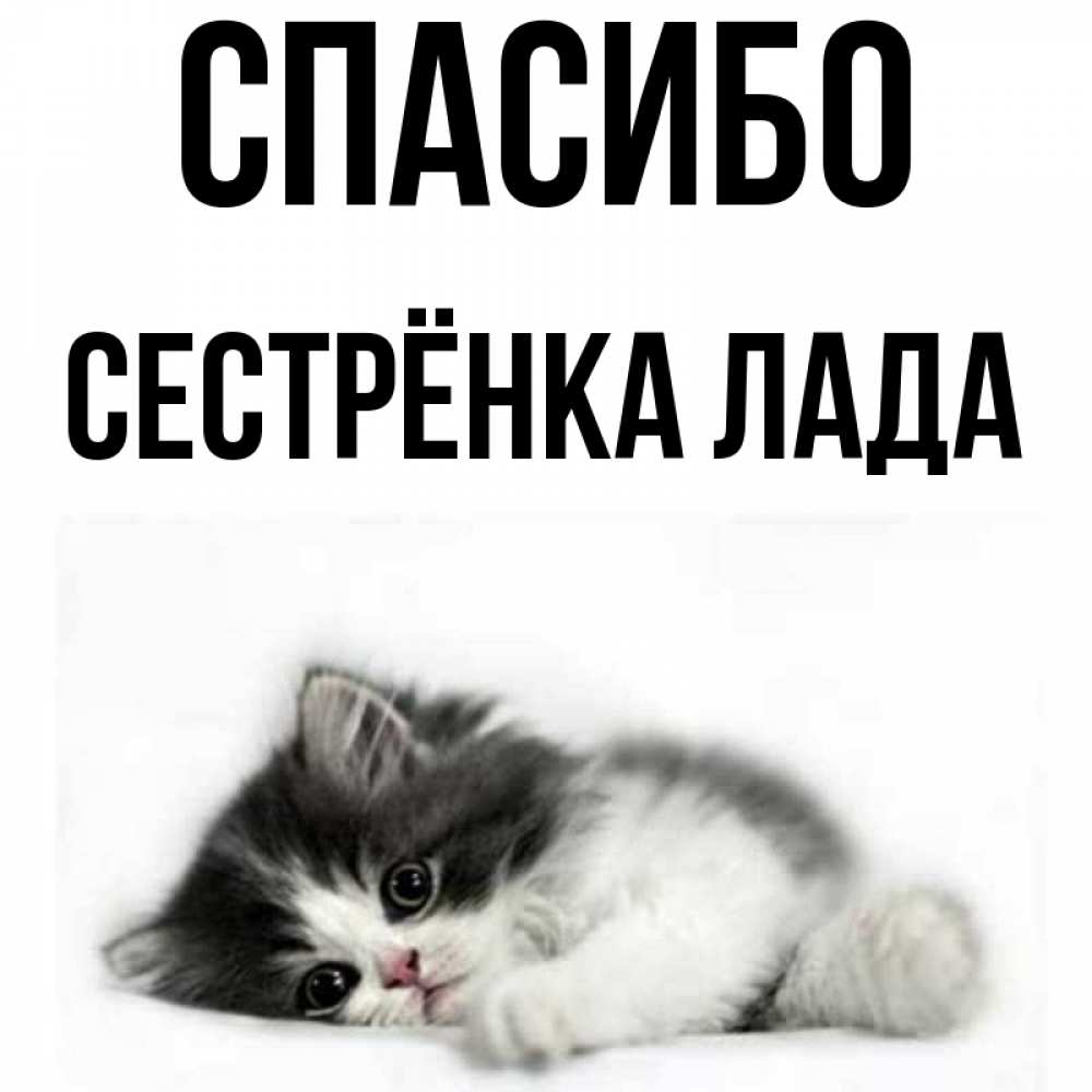 Открытка на каждый день с именем, Сестрёнка-Лада Спасибо черный и белый кот Прикольная открытка с пожеланием онлайн скачать бесплатно 
