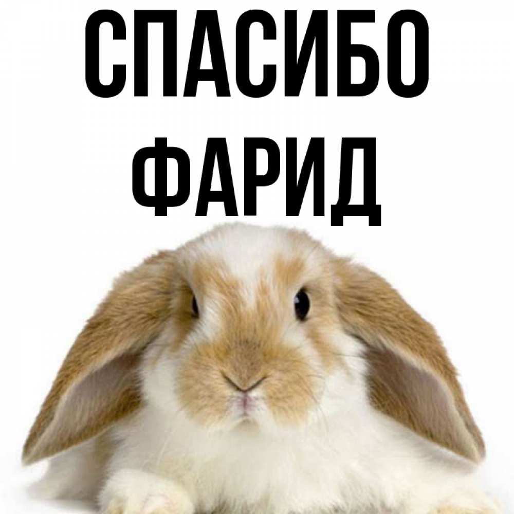 Открытка на каждый день с именем, Фарид Спасибо коричнево белый заяц Прикольная открытка с пожеланием онлайн скачать бесплатно 