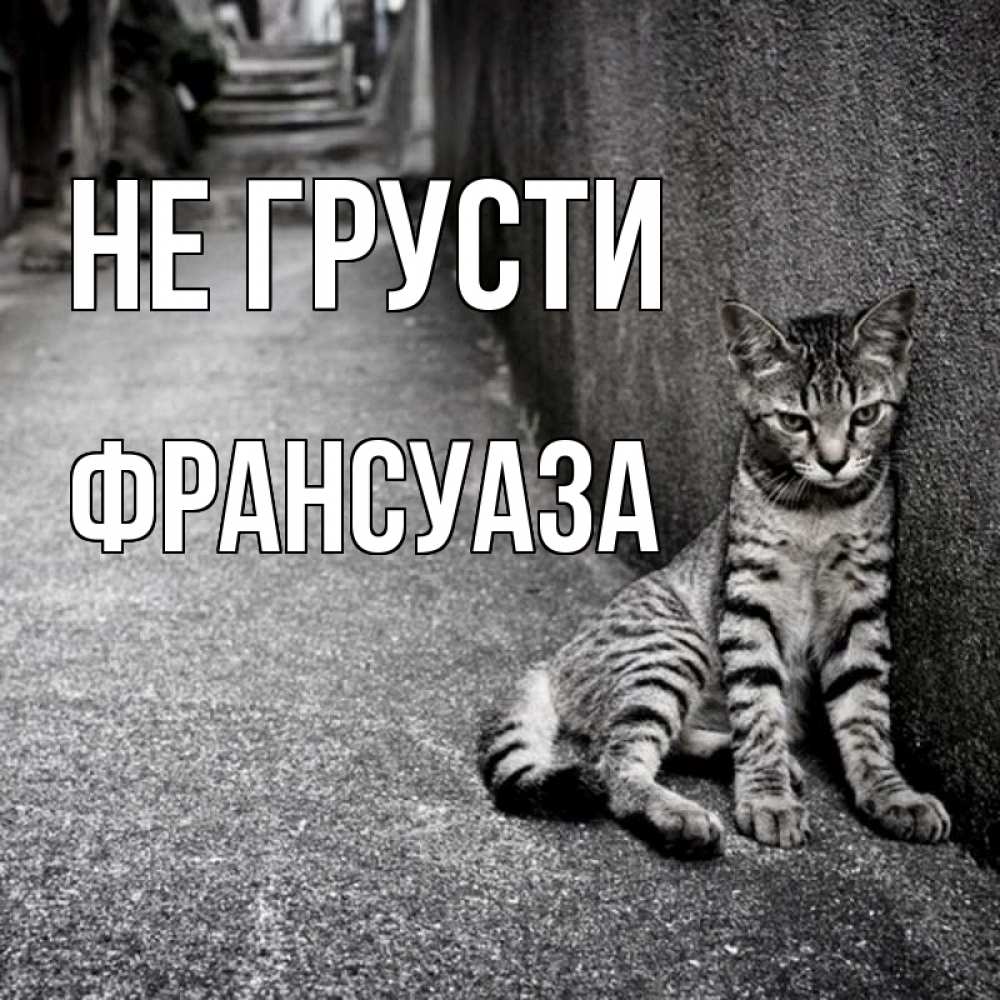 Открытка на каждый день с именем, Франсуаза Не грусти скучающий котик Прикольная открытка с пожеланием онлайн скачать бесплатно 