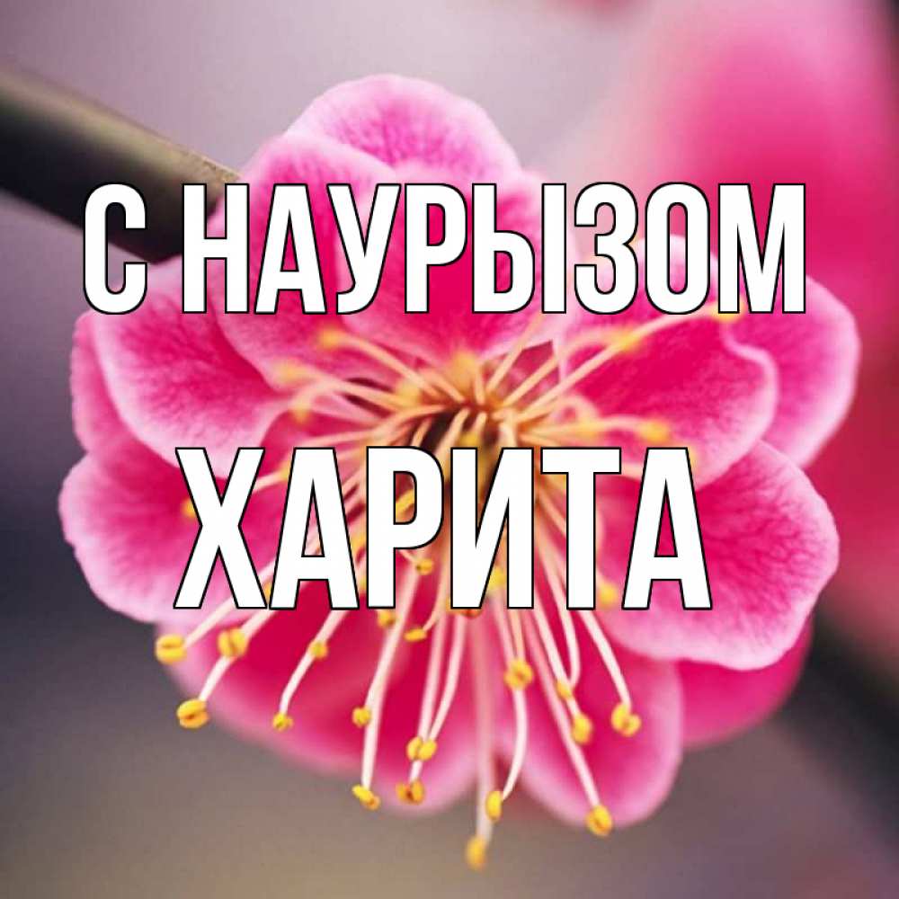 Открытка на каждый день с именем, Харита С наурызом цветы Прикольная открытка с пожеланием онлайн скачать бесплатно 