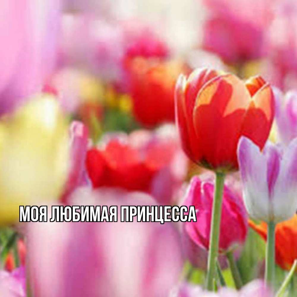 Открытка на каждый день с именем, Моя-Любимая-Принцесса Главная на наурыз  2 Прикольная открытка с пожеланием онлайн скачать бесплатно 