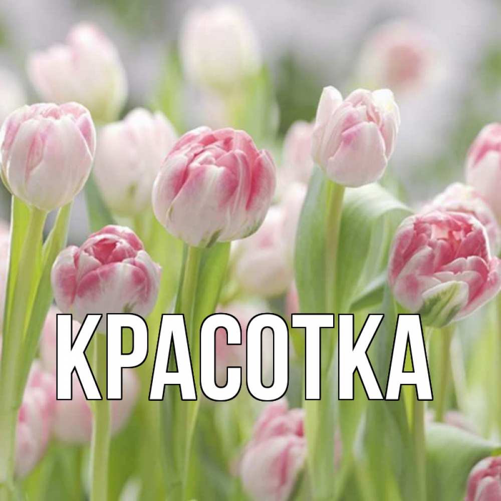 Открытка на каждый день с именем, красотка Главная цветы Прикольная открытка с пожеланием онлайн скачать бесплатно 