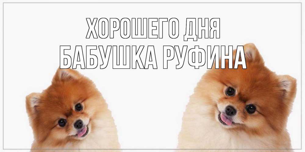 Открытка на каждый день с именем, Бабушка-Руфина Хорошего дня собачки желают прекрасного дня Прикольная открытка с пожеланием онлайн скачать бесплатно 