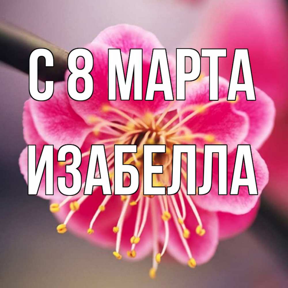 Открытка на каждый день с именем, Изабелла С 8 МАРТА цветы Прикольная открытка с пожеланием онлайн скачать бесплатно 