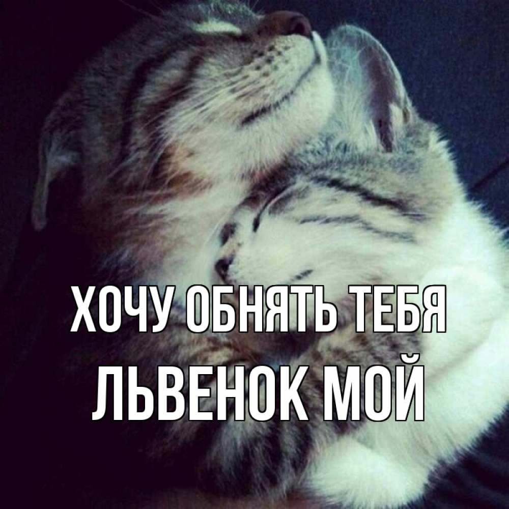 Открытка на каждый день с именем, Львенок-мой Хочу обнять тебя полосатики Прикольная открытка с пожеланием онлайн скачать бесплатно 
