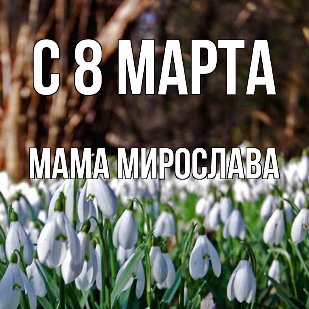 Открытка на каждый день с именем, Мама-Мирослава С 8 марта с подснежниками 1 Прикольная открытка с пожеланием онлайн скачать бесплатно 