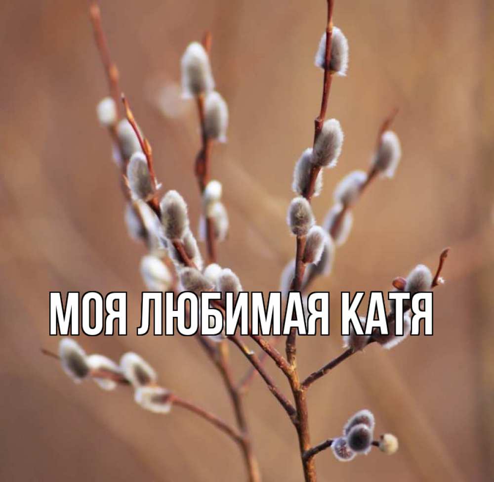 Открытка на каждый день с именем, Моя-любимая-Катя Главная верба Прикольная открытка с пожеланием онлайн скачать бесплатно 